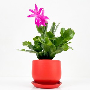 Fidan Burada - Yılbaşı Çiçeği- Schlumbergera - Yılbaşı Kaktüsü Curvy Kırmızı Saksılı