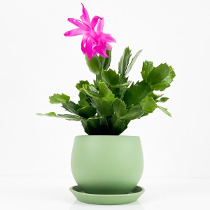 Fidan Burada - Yılbaşı Çiçeği- Schlumbergera - Yılbaşı Kaktüsü Curvy Mint Yeşili Saksılı