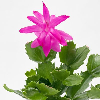 Yılbaşı Çiçeği- Schlumbergera - Yılbaşı Kaktüsü Curvy Mint Yeşili Saksılı - 2