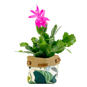 Yılbaşı Çiçeği- Schlumbergera - Yılbaşı Kaktüsü - Yaprak Desenli Plant Basket - Fidan Burada