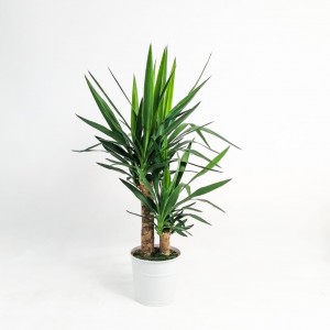 Yuka Bitkisi 2 Gövdeli Beyaz Dekoratif Saksılı (Yucca Massengena) - Fidan Burada