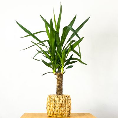 Yuka Bitkisi Straw Hasır Saksılı (Yucca Massengena) Tek Gövdeli 40-50cm