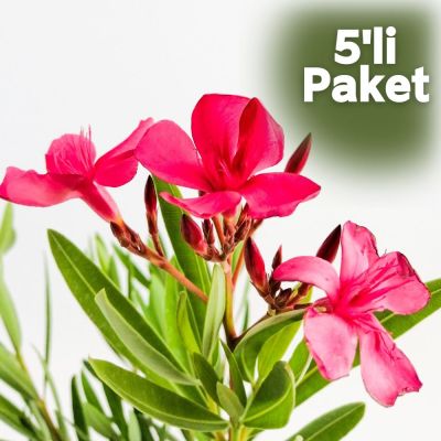 Zakkum Çiçeği Pembe 5'li Paket Nerium Oleander