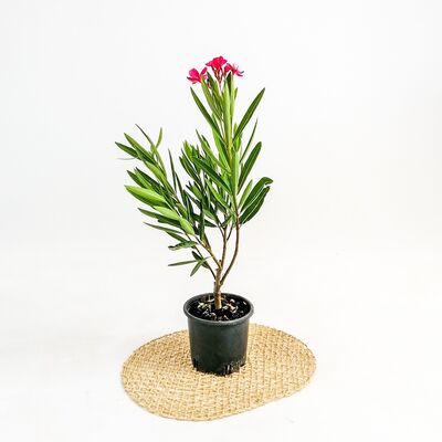 Zakkum Çiçeği Pembe Nerium Oleander