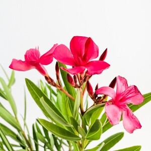 Fidan Burada - Zakkum Çiçeği Pembe Nerium Oleander