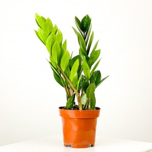 Fidan Burada - Zamia Bitkisi - Zamioculcas Zamiifolia 40-50cm